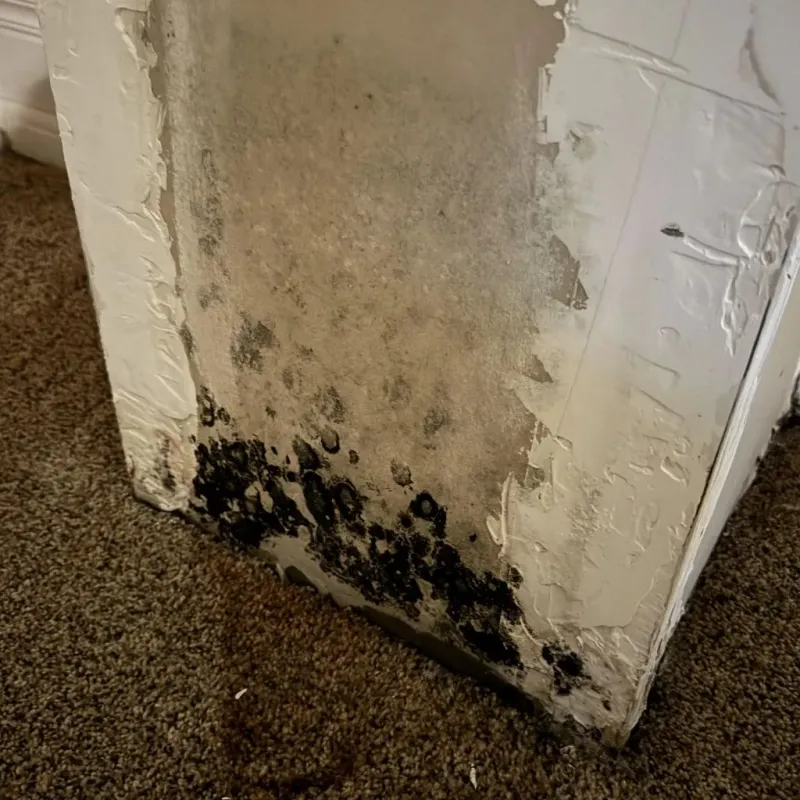 Professional Mold Removal in Oberlin, LA
